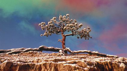 

	Tree growing on a Rock, Bryce Canyon, Utah
















